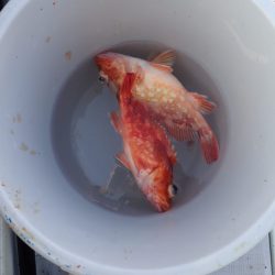 Aquanaut(アクアノート) 釣果