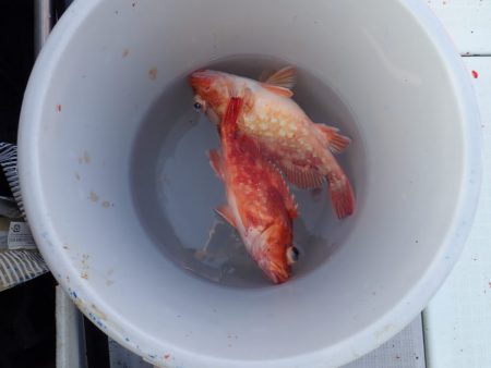 Aquanaut(アクアノート) 釣果