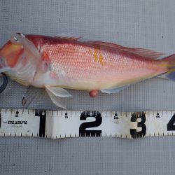 Aquanaut(アクアノート) 釣果