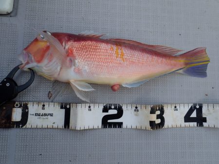 Aquanaut(アクアノート) 釣果