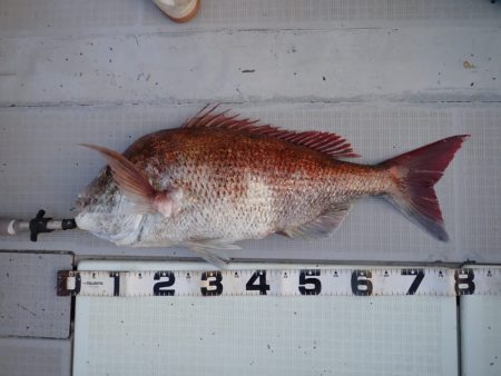 Aquanaut(アクアノート) 釣果