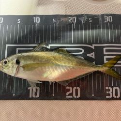 フィシングボートAir(エアー) 釣果