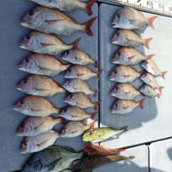 磯部釣船 直栄丸 釣果