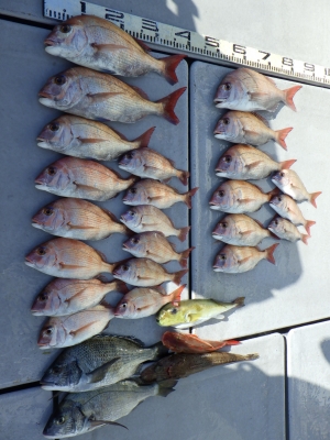 磯部釣船 直栄丸 釣果