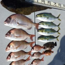 磯部釣船 直栄丸 釣果