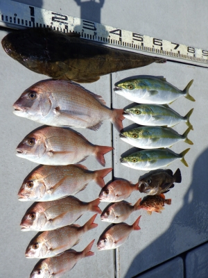 磯部釣船 直栄丸 釣果