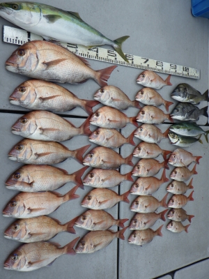 磯部釣船 直栄丸 釣果