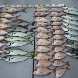 磯部釣船 直栄丸 釣果