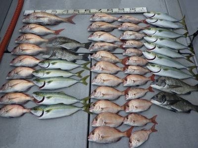 磯部釣船 直栄丸 釣果