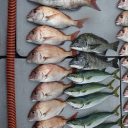 磯部釣船 直栄丸 釣果