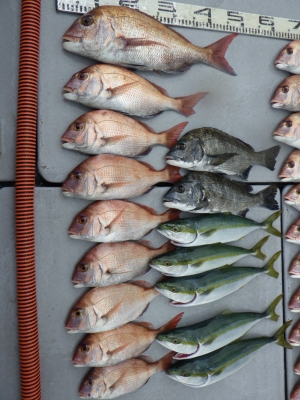 磯部釣船 直栄丸 釣果