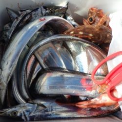 磯部釣船 直栄丸 釣果