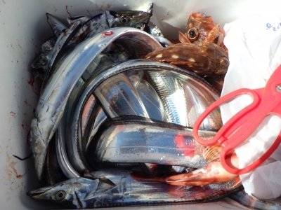 磯部釣船 直栄丸 釣果