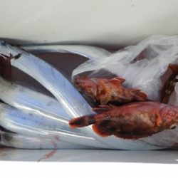 磯部釣船 直栄丸 釣果