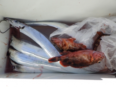 磯部釣船 直栄丸 釣果