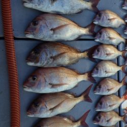 磯部釣船 直栄丸 釣果