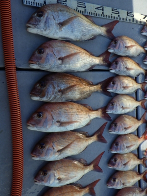 磯部釣船 直栄丸 釣果