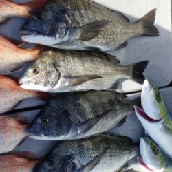 磯部釣船 直栄丸 釣果