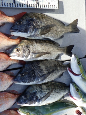 磯部釣船 直栄丸 釣果