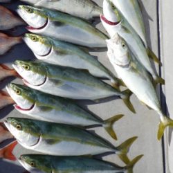 磯部釣船 直栄丸 釣果