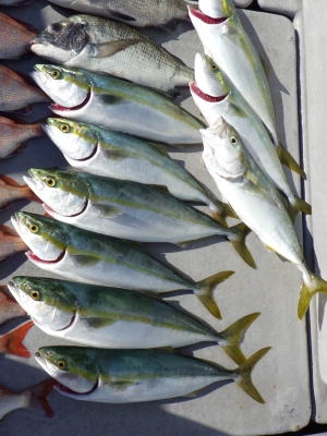 磯部釣船 直栄丸 釣果