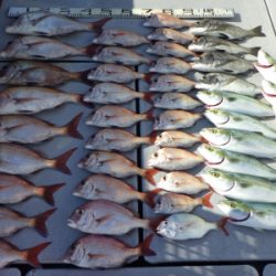 磯部釣船 直栄丸 釣果