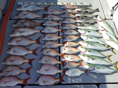 磯部釣船 直栄丸 釣果