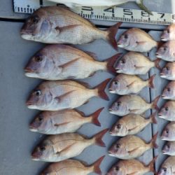 磯部釣船 直栄丸 釣果