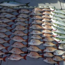 磯部釣船 直栄丸 釣果