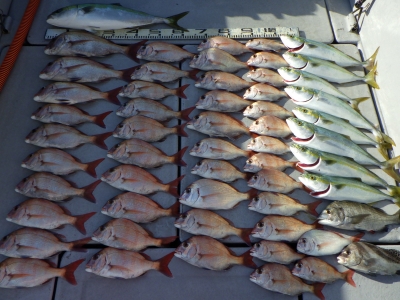 磯部釣船 直栄丸 釣果