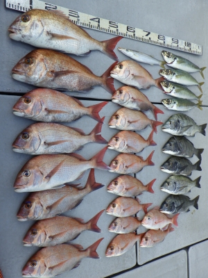 磯部釣船 直栄丸 釣果