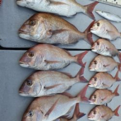 磯部釣船 直栄丸 釣果