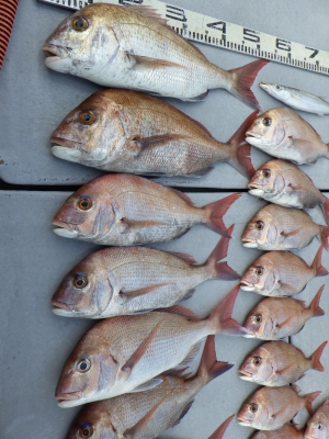 磯部釣船 直栄丸 釣果