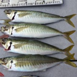 磯部釣船 直栄丸 釣果