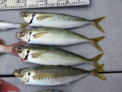 磯部釣船 直栄丸 釣果