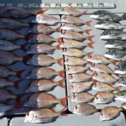 磯部釣船 直栄丸 釣果