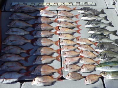 磯部釣船 直栄丸 釣果