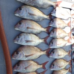 磯部釣船 直栄丸 釣果