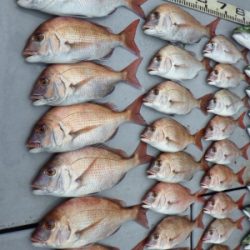 磯部釣船 直栄丸 釣果