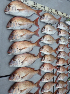 磯部釣船 直栄丸 釣果