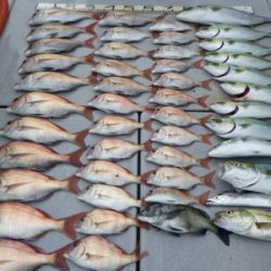 磯部釣船 直栄丸 釣果