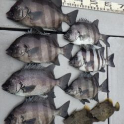 磯部釣船 直栄丸 釣果