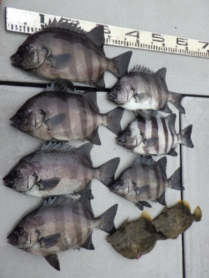 磯部釣船 直栄丸 釣果