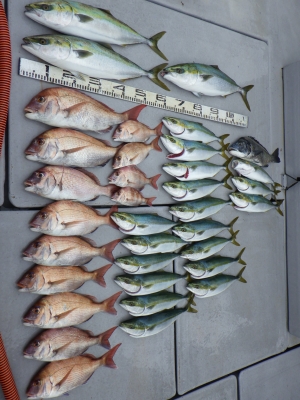 磯部釣船 直栄丸 釣果