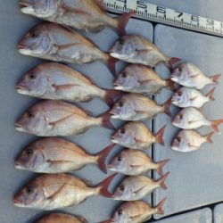 磯部釣船 直栄丸 釣果