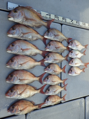 磯部釣船 直栄丸 釣果