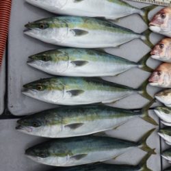 磯部釣船 直栄丸 釣果