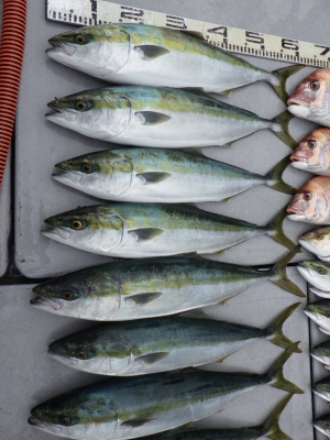 磯部釣船 直栄丸 釣果