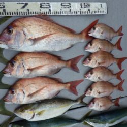 磯部釣船 直栄丸 釣果