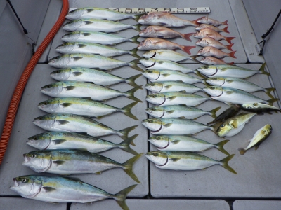 磯部釣船 直栄丸 釣果